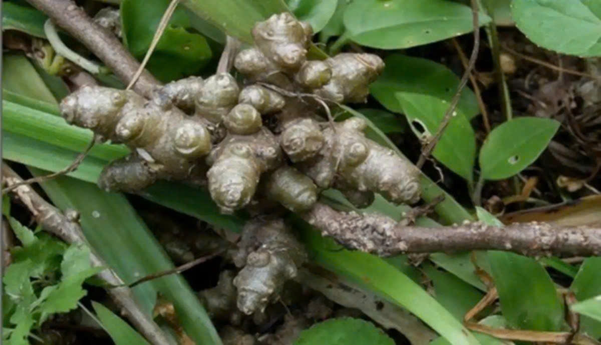 Loại cây toàn “u cục” được lùng mua với giá đắt đỏ làm thuốc quý